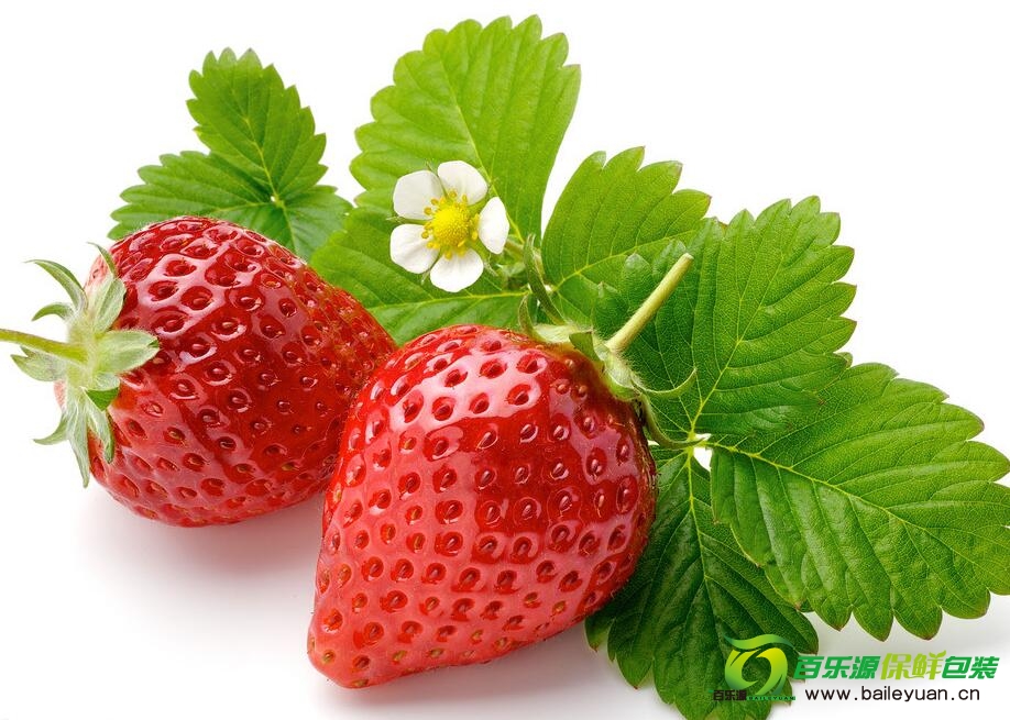 草莓種植方法 | 草莓種子播種技術 | 草莓栽培方法！